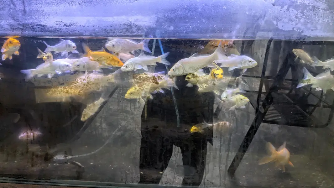 Japanese koi shubunkin — photo 2