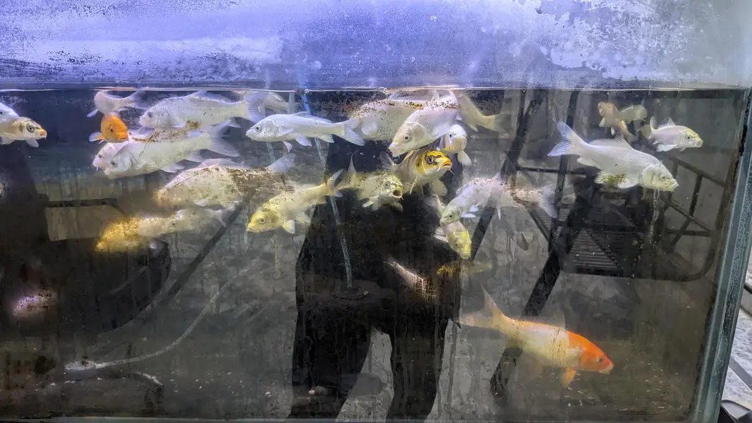 Japanese koi shubunkin — photo 3