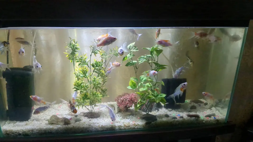 Japanese koi shubunkin — photo 4
