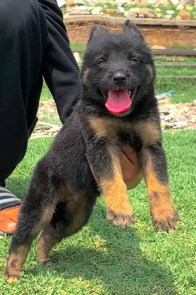 German Shepherd male for sale