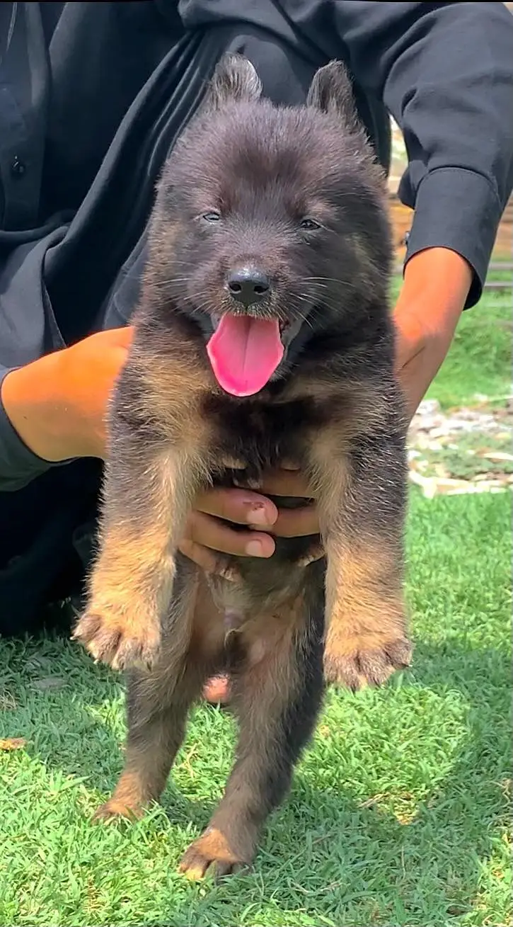 German Shepherd male for sale — photo 2