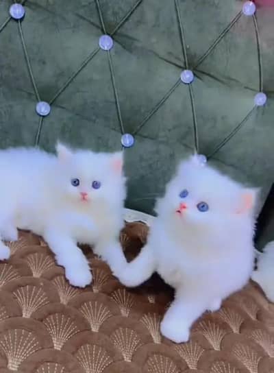 (Persian female kitten) (for sale all) (Pakistan delivery available)