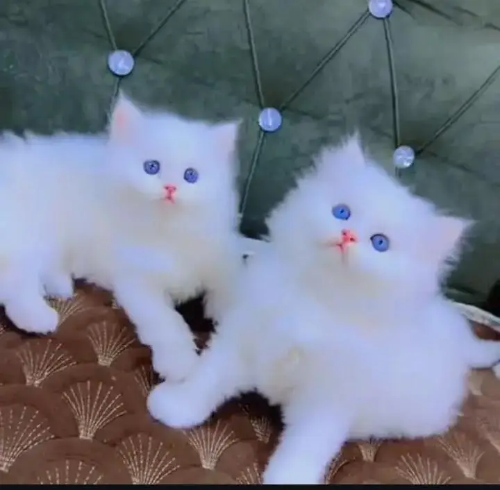 (Persian female kitten) (for sale all) (Pakistan delivery available) — photo 3
