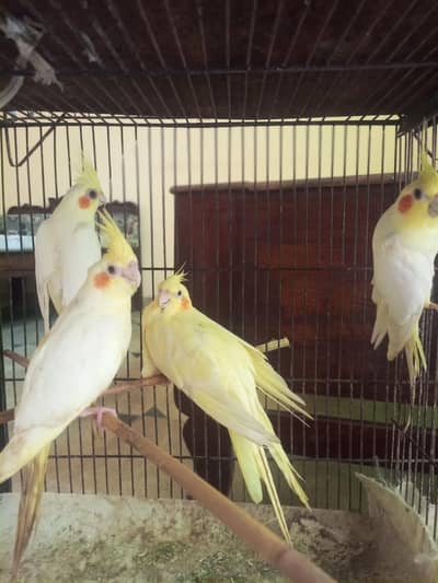 cockatiel breeder pair