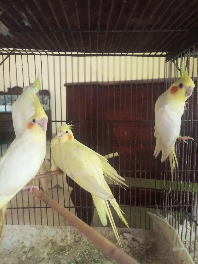 cockatiel breeder pair — photo 2