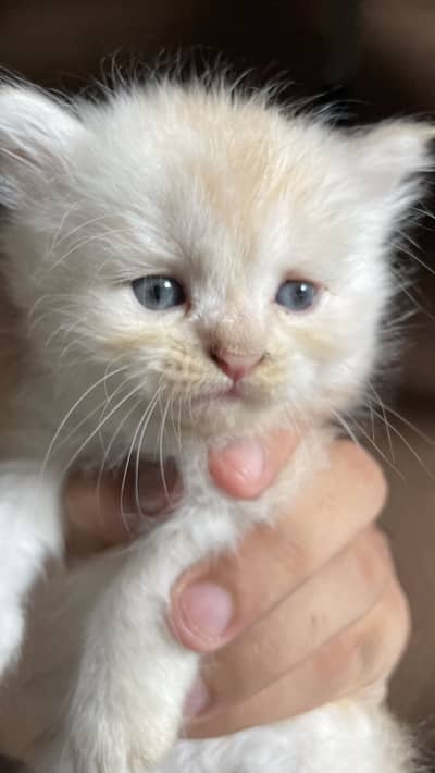 Persian little white cat  | CUTE LITTLE KITTEN | WELL TRAINED