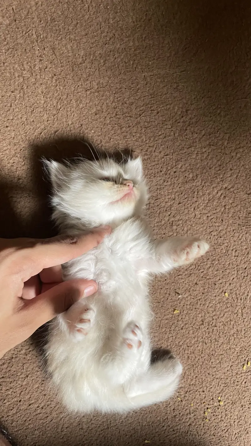 Persian little white cat  | CUTE LITTLE KITTEN | WELL TRAINED — photo 2
