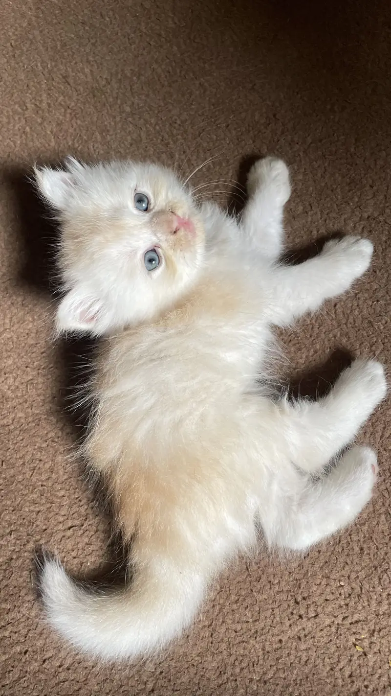 Persian little white cat  | CUTE LITTLE KITTEN | WELL TRAINED — photo 3