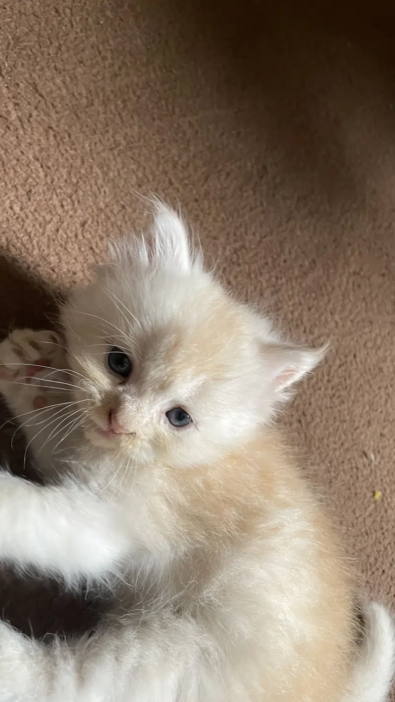 Persian little white cat  | CUTE LITTLE KITTEN | WELL TRAINED — photo 4