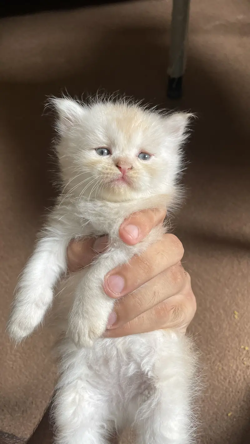 Persian little white cat  | CUTE LITTLE KITTEN | WELL TRAINED — photo 5