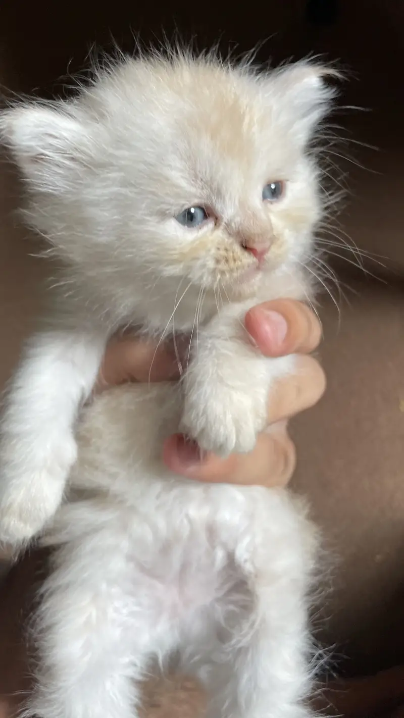 Persian little white cat  | CUTE LITTLE KITTEN | WELL TRAINED — photo 6