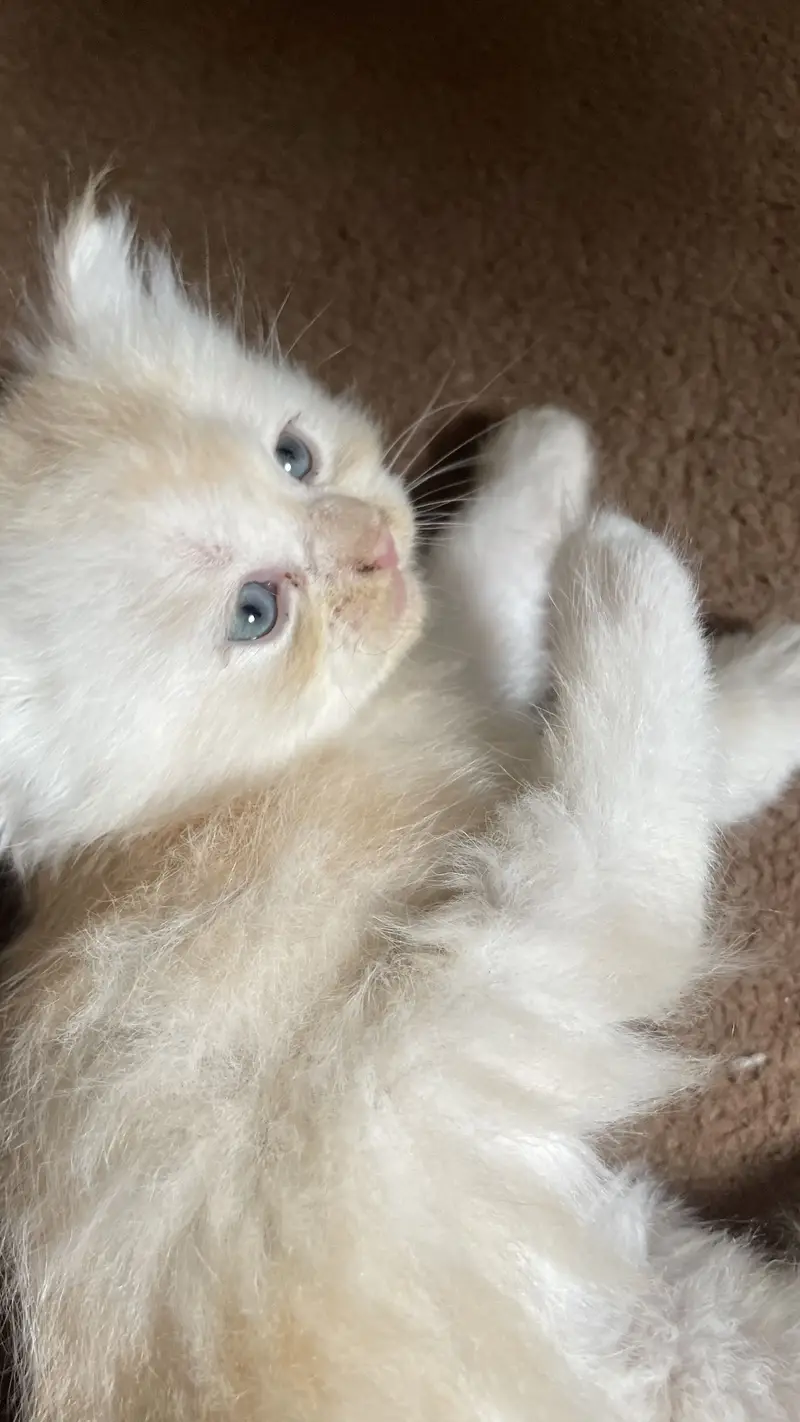 Persian little white cat  | CUTE LITTLE KITTEN | WELL TRAINED — photo 7