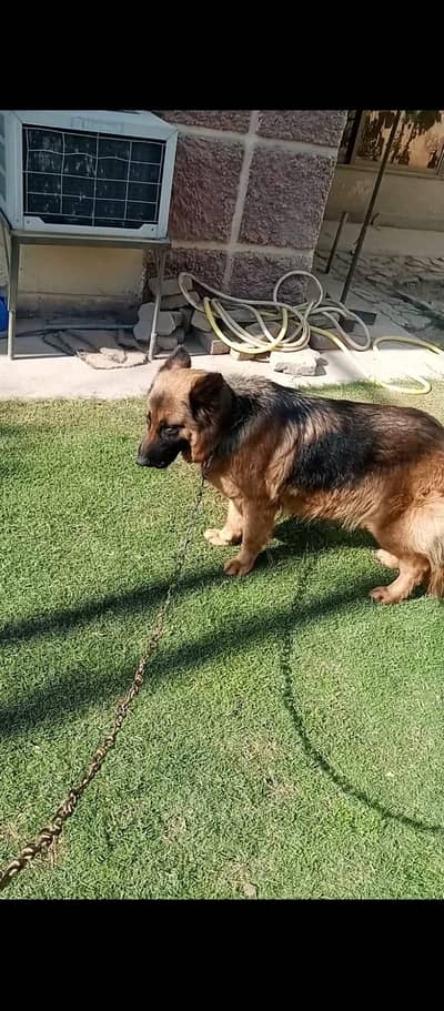 long coat German shepherd female
