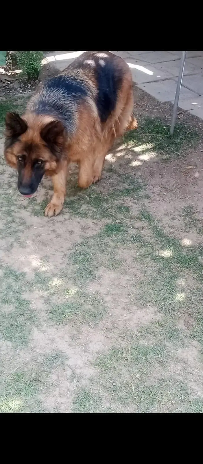 long coat German shepherd female — photo 2