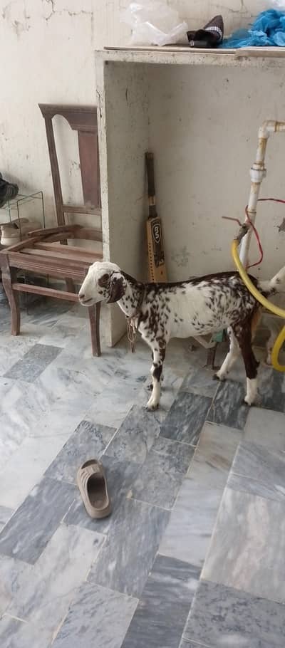 Teddy Goat Kid in livestock
