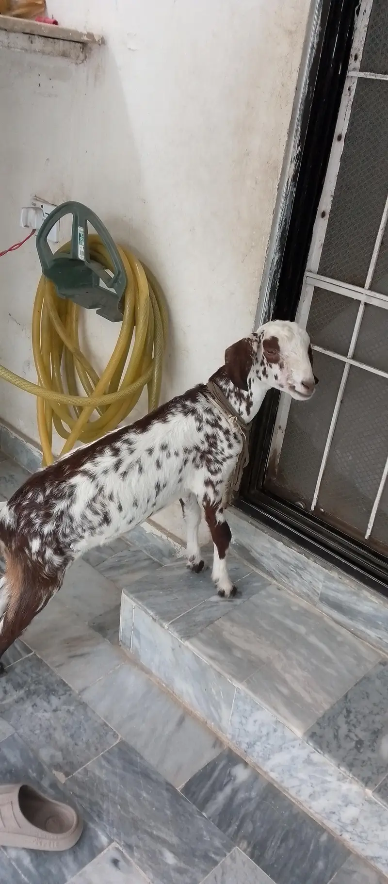 Teddy Goat Kid in livestock — photo 2