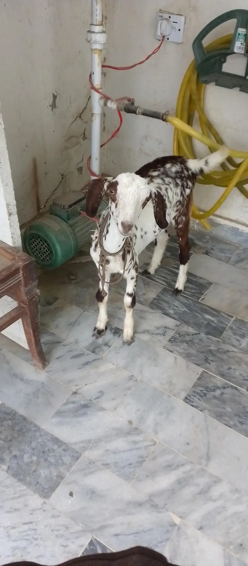 Teddy Goat Kid in livestock — photo 3