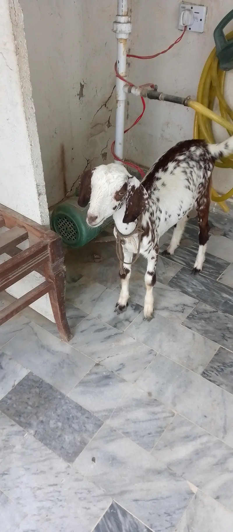 Teddy Goat Kid in livestock — photo 4