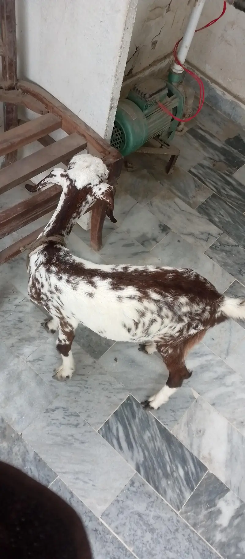 Teddy Goat Kid in livestock — photo 5