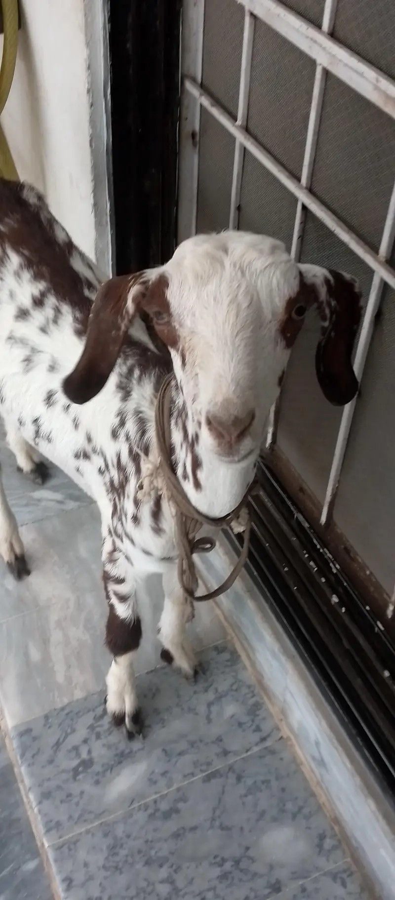Teddy Goat Kid in livestock — photo 6