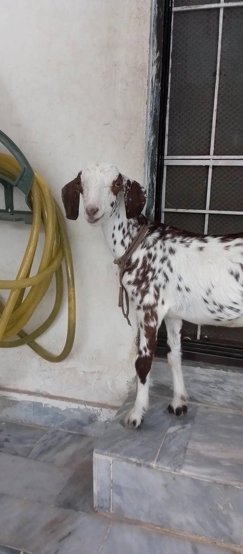 Teddy Goat Kid in livestock — photo 7