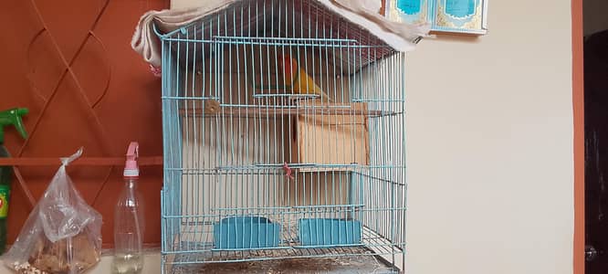 Love bird lotino lutino pair pinjra bi sath dunga