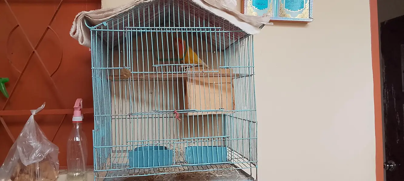 Love bird lotino lutino pair pinjra bi sath dunga — photo 2