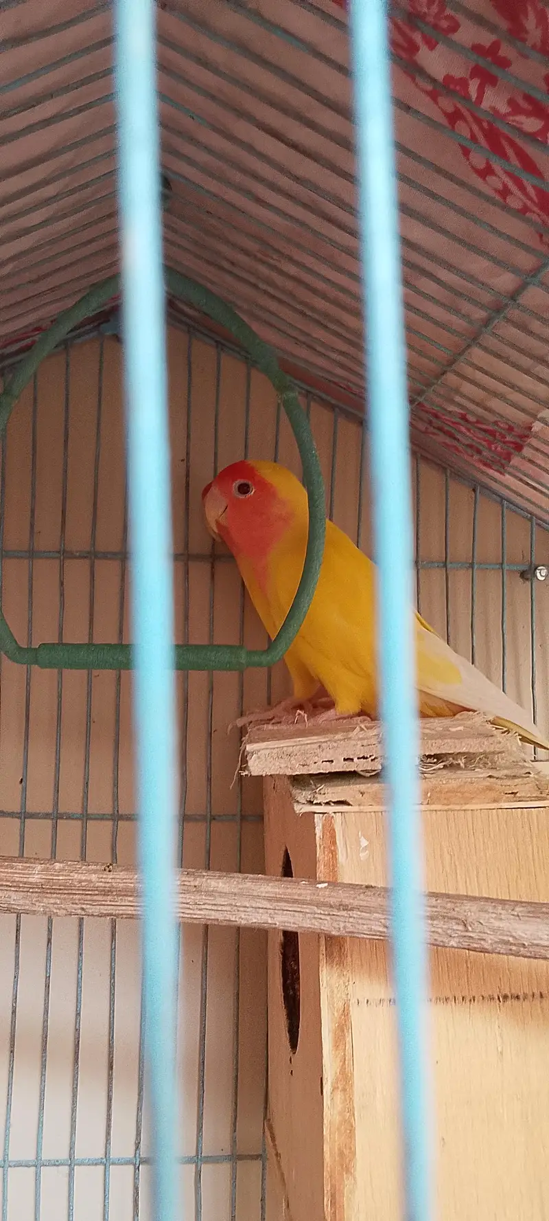 Love bird lotino lutino pair pinjra bi sath dunga — photo 3