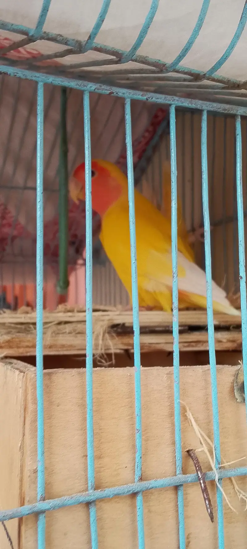 Love bird lotino lutino pair pinjra bi sath dunga — photo 4