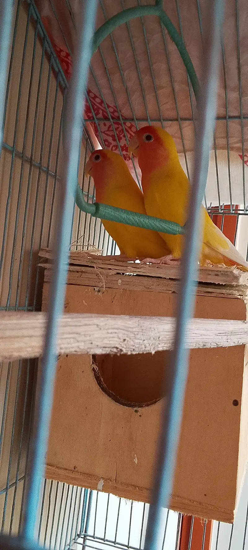 Love bird lotino lutino pair pinjra bi sath dunga — photo 5