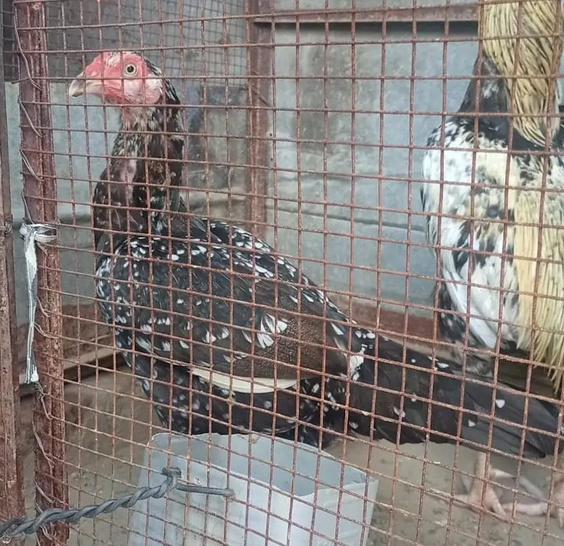 home breed agg wali morgi for sale — photo 2
