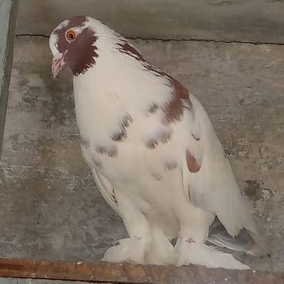 Pigeon