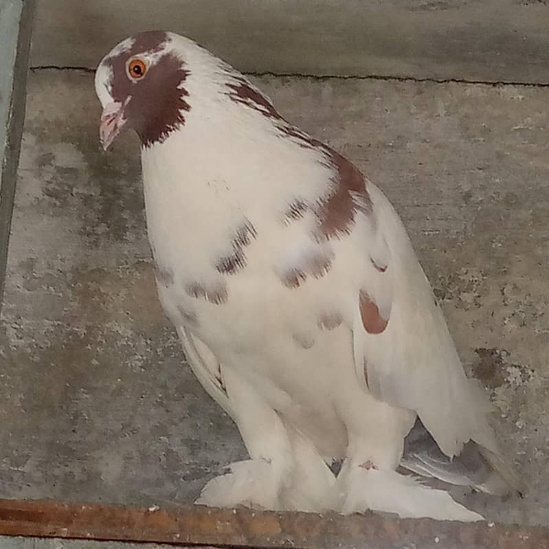 Pigeon 0