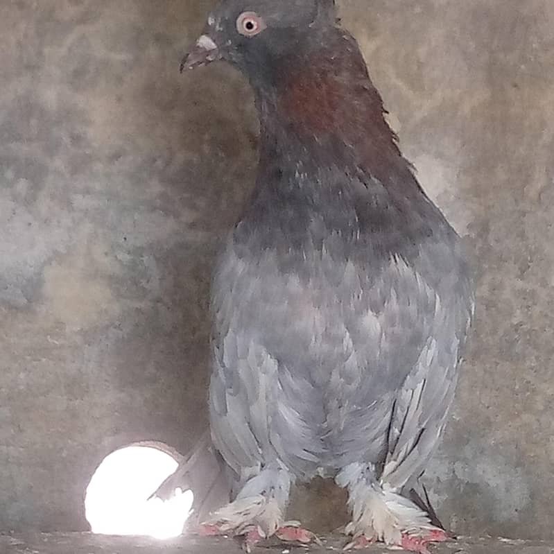 Pigeon 1