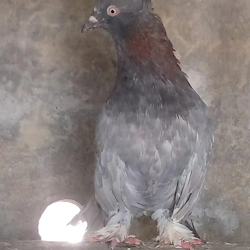 Pigeon — photo 2