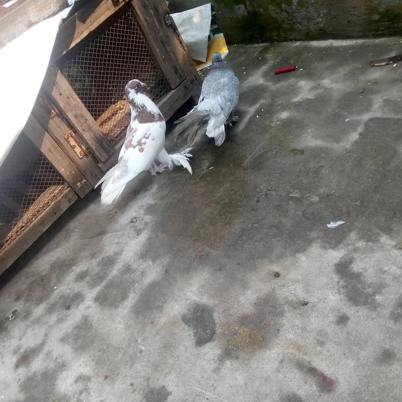 Pigeon 2