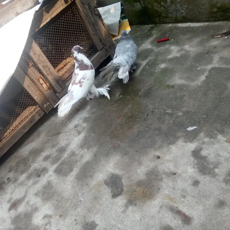 Pigeon — photo 3