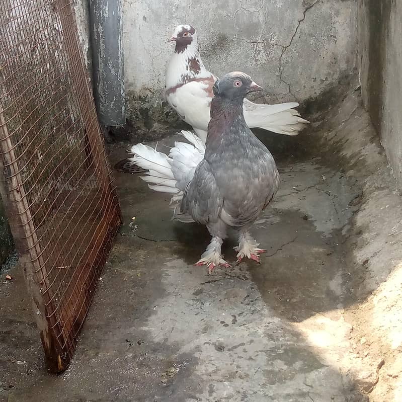 Pigeon 3