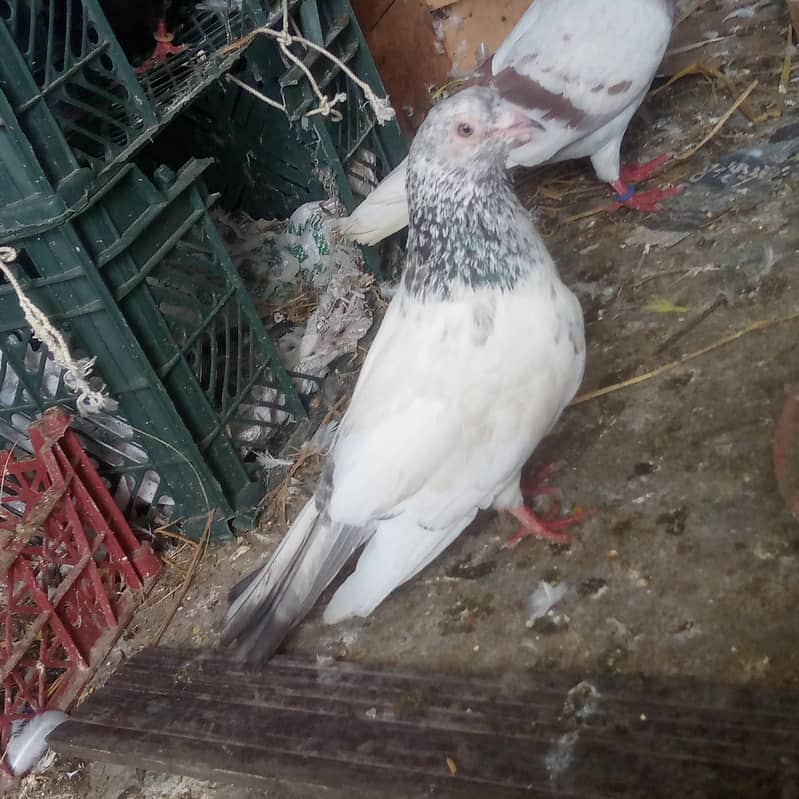 Pigeon 4