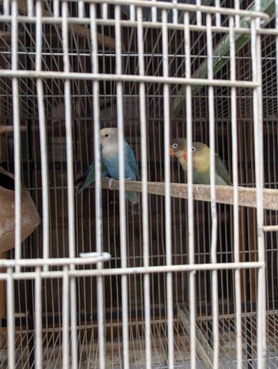 fischer parrots with cage