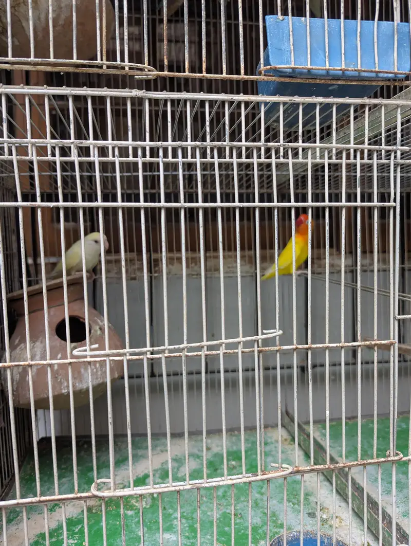 fischer parrots with cage — photo 2
