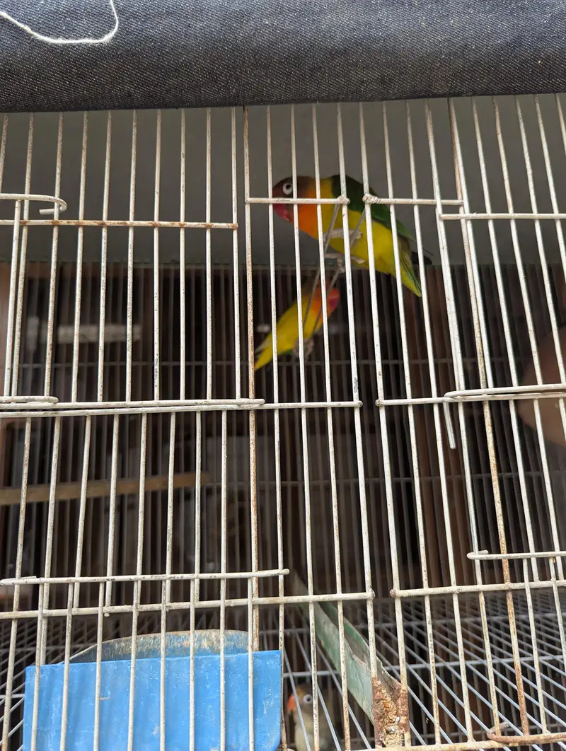 fischer parrots with cage — photo 3
