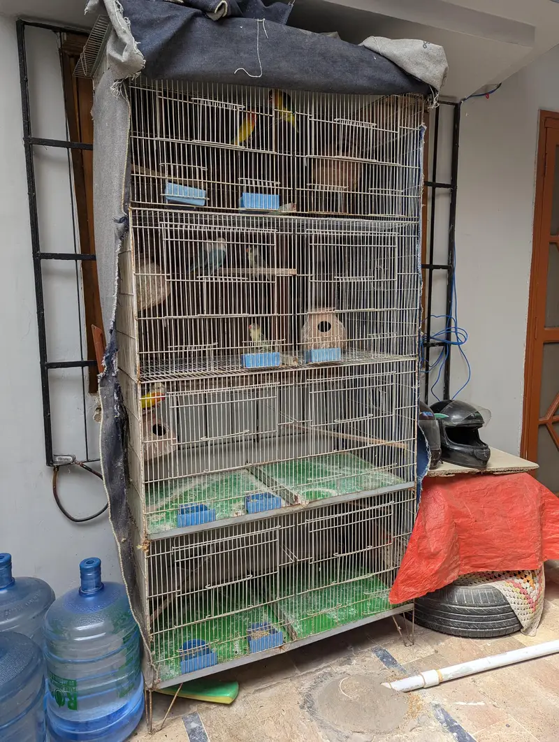 fischer parrots with cage — photo 4