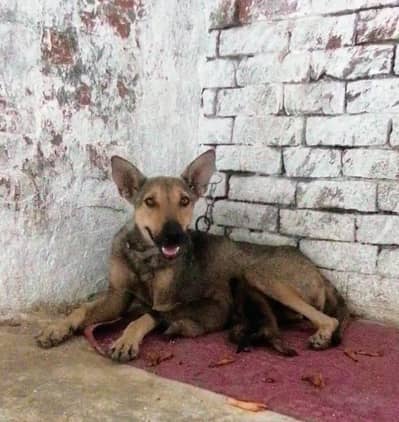 German shepherd Alsatian puppies