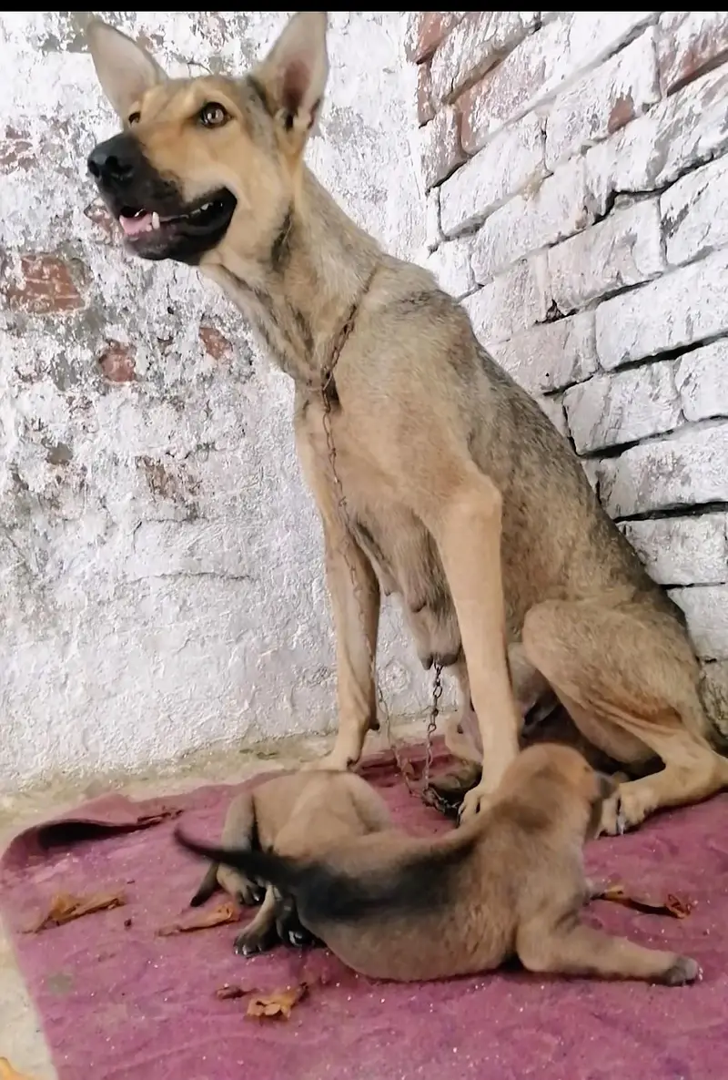 German shepherd Alsatian puppies — photo 2
