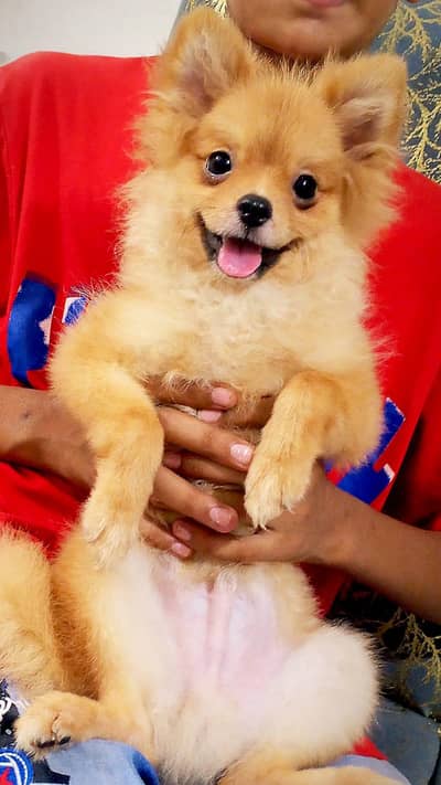 show class Pomeranian