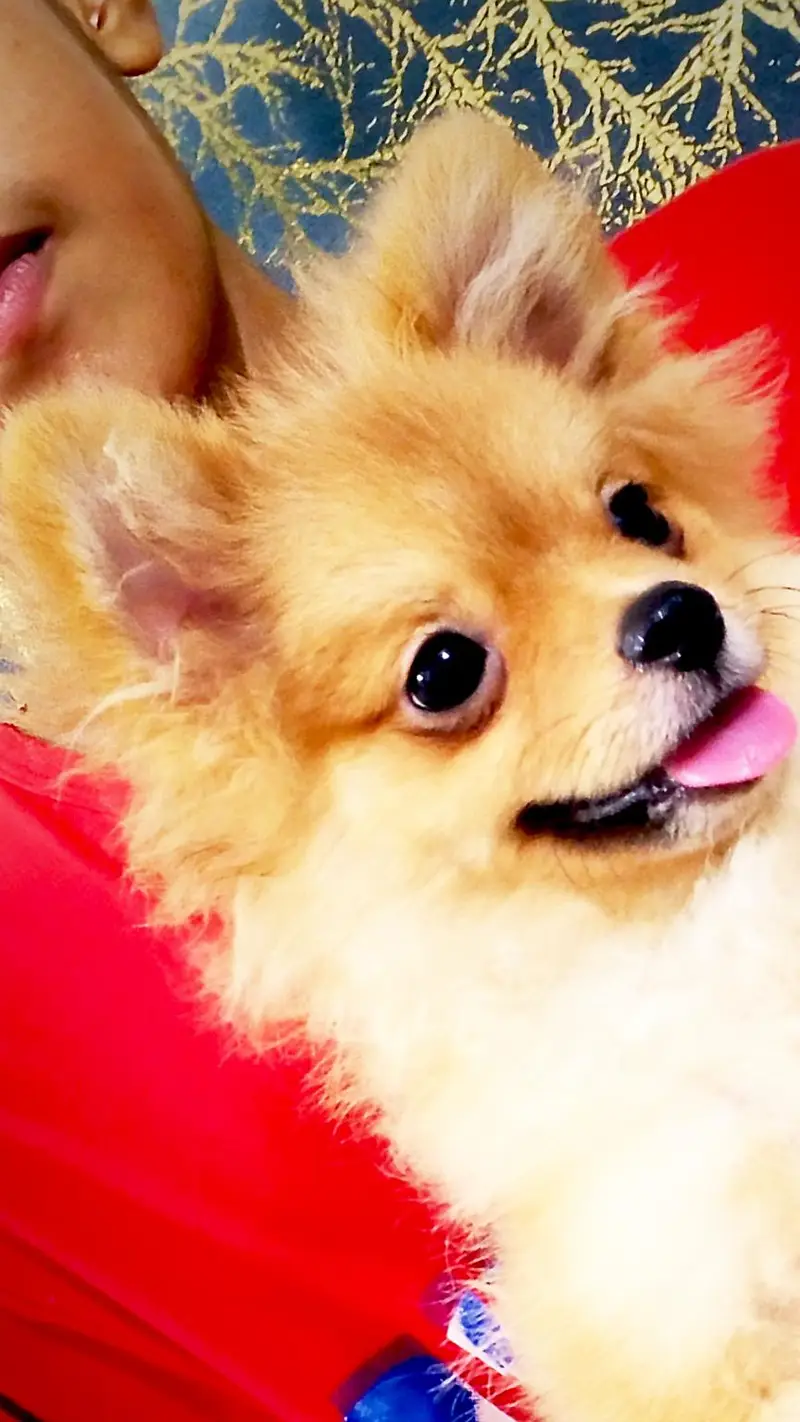 show class Pomeranian — photo 2