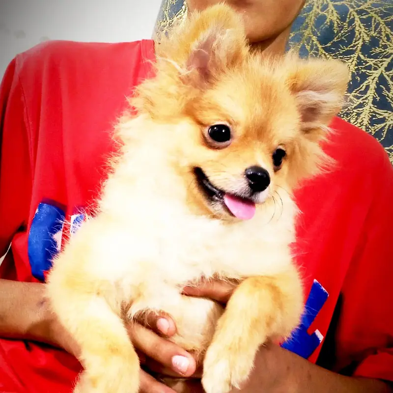 show class Pomeranian — photo 3