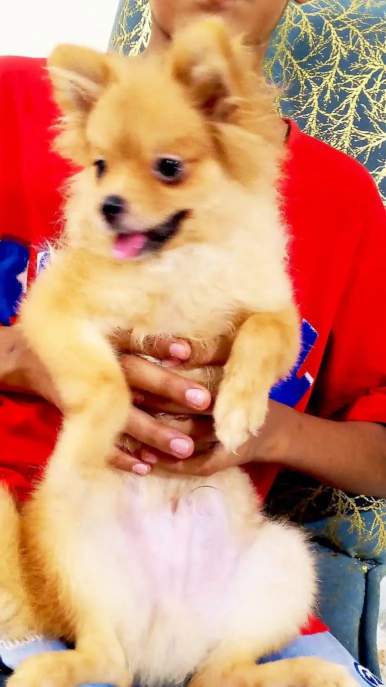 show class Pomeranian — photo 4