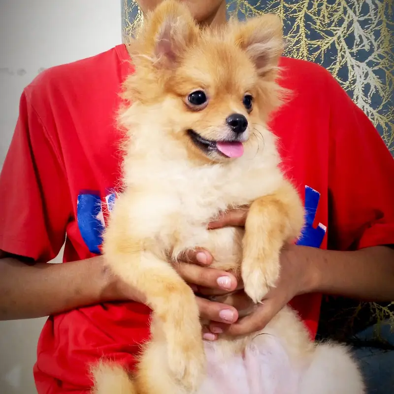 show class Pomeranian — photo 5